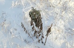 Artemisia absinthium