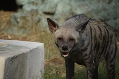Hyaena hyaena