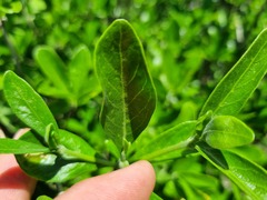 Pavetta gardeniifolia