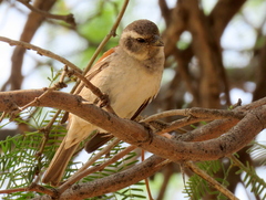 Passer melanurus melanurus