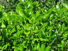 Pavetta gardeniifolia