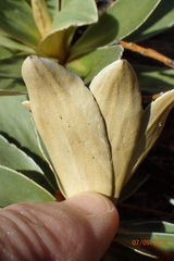 Celmisia hieraciifolia