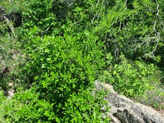 Pavetta gardeniifolia