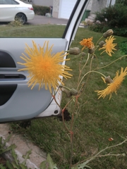 Sonchus arvensis