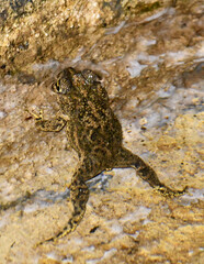 Rhinella humboldti