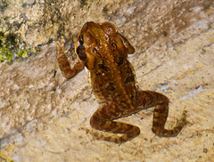 Rhinella marina