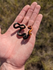 Diadophis punctatus punctatus