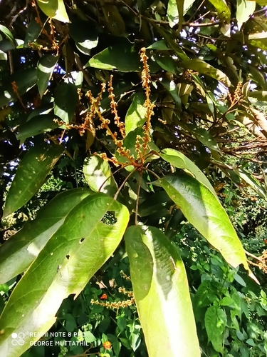 Mallotus rhamnifolius observed 2022-12-04