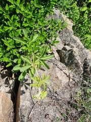 Cyphostemma lanigerum