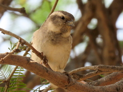 Passer melanurus melanurus