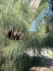Casuarina cunninghamiana