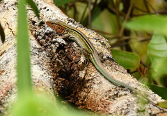 Cnemidophorus gramivagus