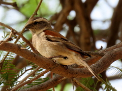 Passer melanurus melanurus