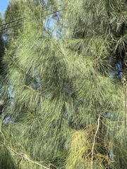 Casuarina cunninghamiana