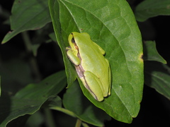 Hyla orientalis