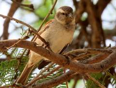 Passer melanurus melanurus