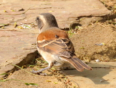 Passer melanurus melanurus