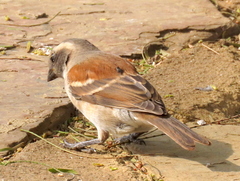Passer melanurus melanurus