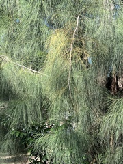 Casuarina cunninghamiana