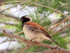 Passer melanurus melanurus