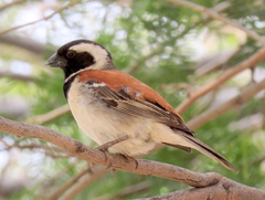 Passer melanurus melanurus