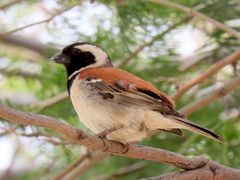 Passer melanurus melanurus