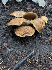 Suillus caerulescens