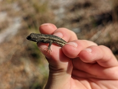 Sceloporus woodi