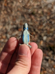 Sceloporus woodi