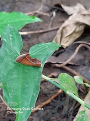 Gonodonta pseudamianta