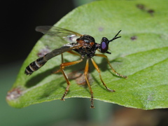 Dioctria