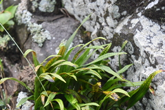 Lepisorus ussuriensis