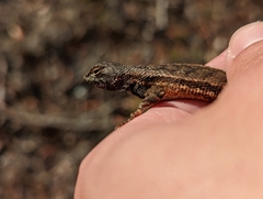 Sceloporus woodi