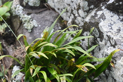 Lepisorus ussuriensis