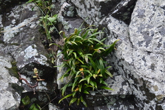 Lepisorus ussuriensis