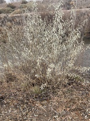 Elaeagnus angustifolia
