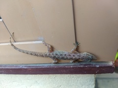 Hemidactylus brookii