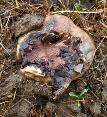 Calvatia cyathiformis
