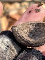 Carya tomentosa