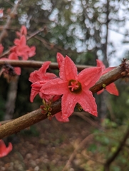 Brachychiton