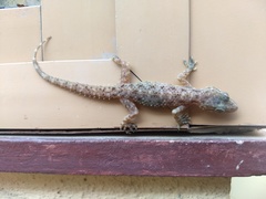 Hemidactylus brookii