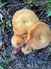 Omphalotus subilludens