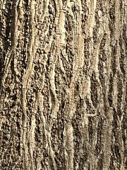 Carya tomentosa