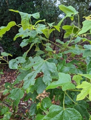 Brachychiton