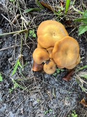 Omphalotus subilludens