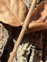 Carya tomentosa