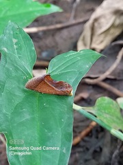 Gonodonta pseudamianta