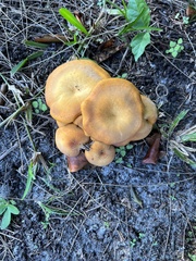 Omphalotus subilludens
