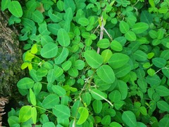 Trifolium repens