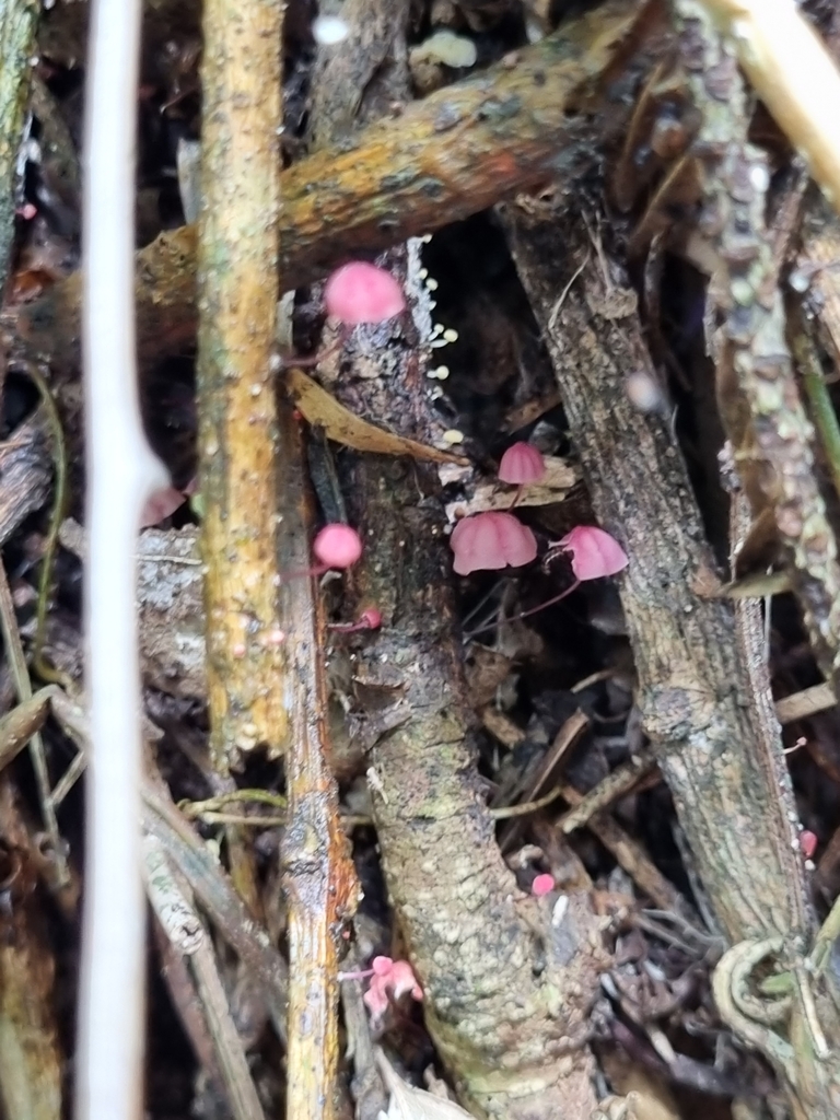 Marasmius haematocephalus · December 2022 · photo: © kellerogabriel2000 (iNaturalist, cc-by)